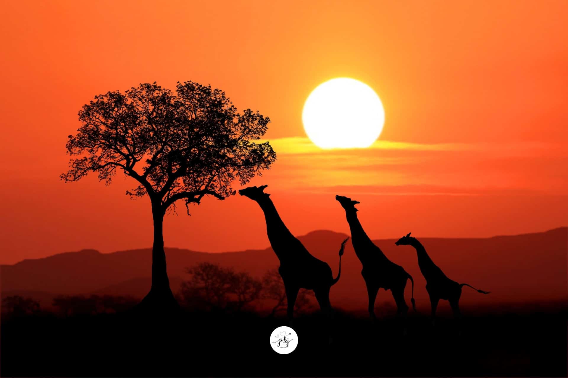 Giraffes at sunset in Africa