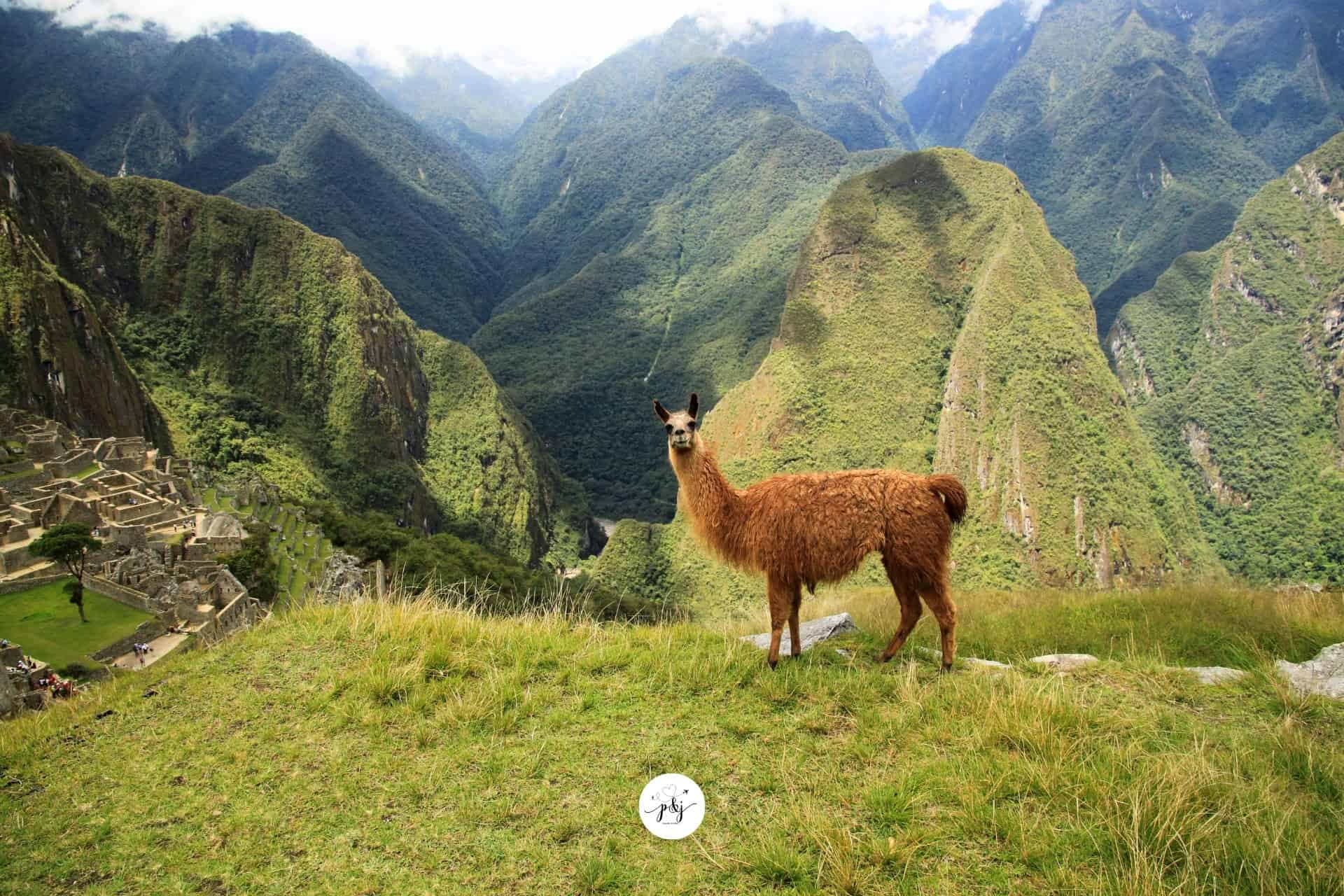 a llama in South America